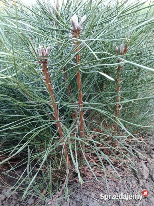 sosna czarna sadzonki lesne krzewy ozdobne
