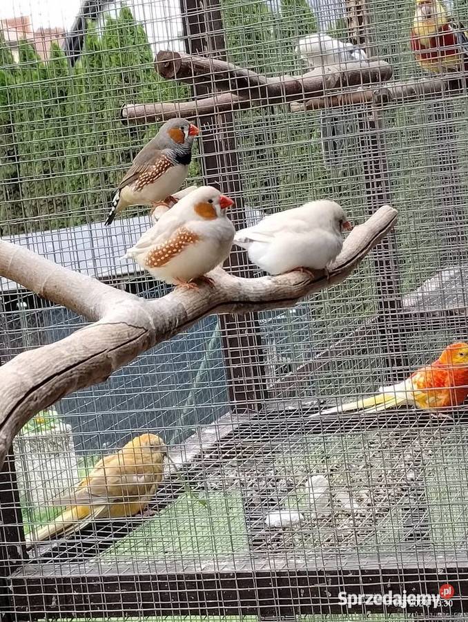 Zeberki młode Kościerzyna