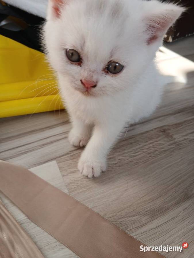 Sprzedamkotki brytyjskie Kijaszkowo