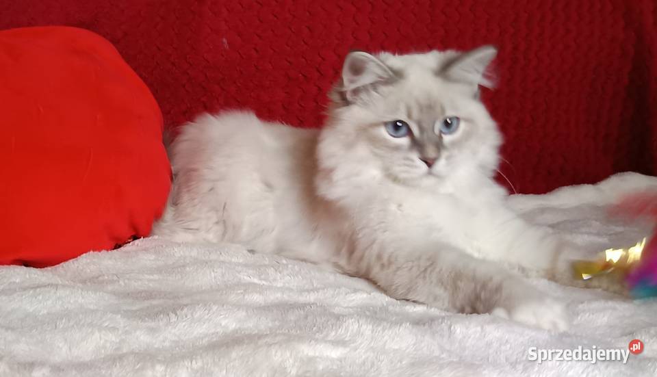Koty Syberyjskie Neva Masquerade NEMO Kwilcz
