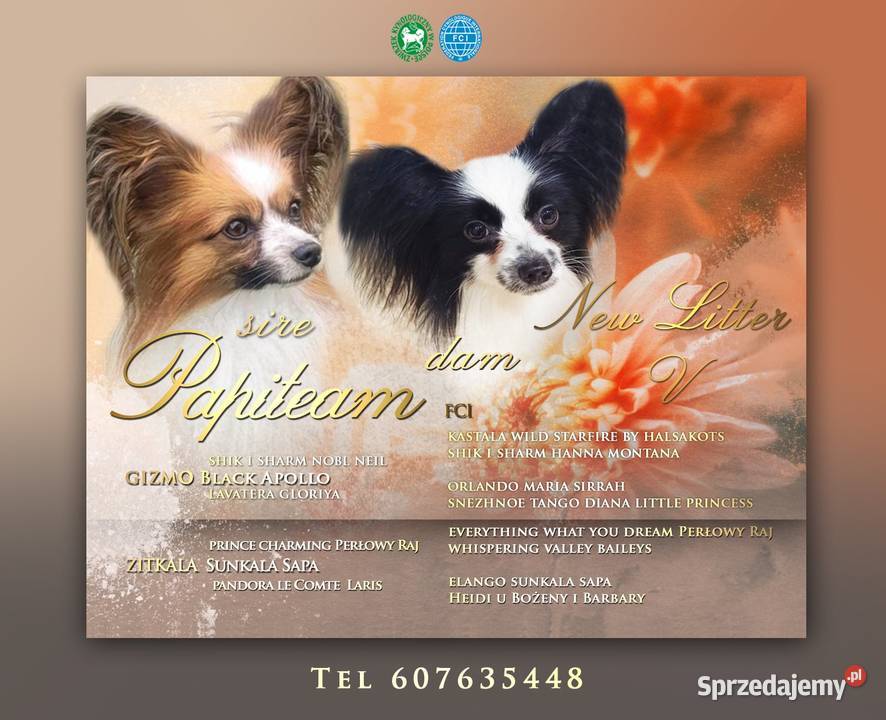 Papillon piesek ZKwP FCI Poznań sprzedam