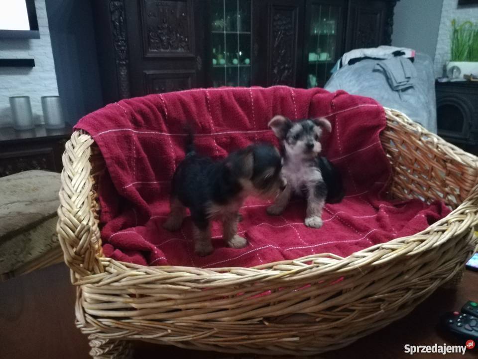 Dwie piękne suczki Kutno sprzedam