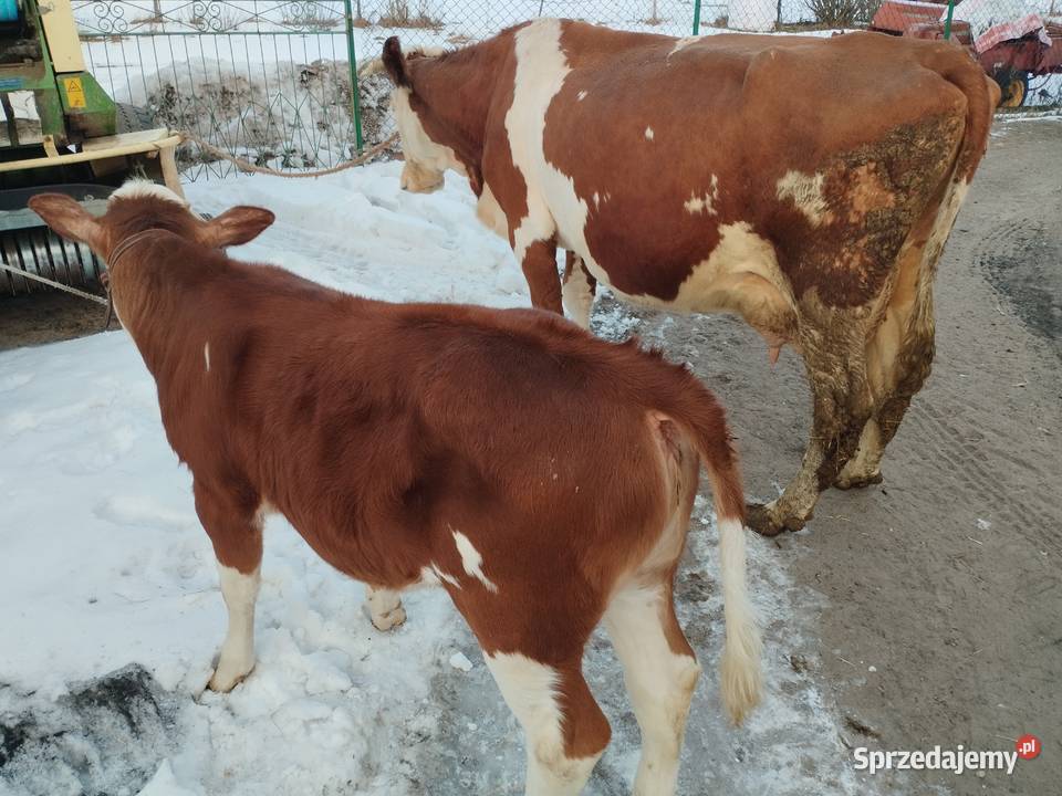 Krowa z Jałóweczką Radoszyce sprzedam