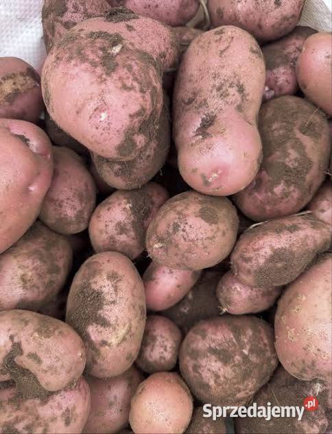 Sprzedam ziemniaki Oberon Rośliny okopowe mazowieckie Ciechanów