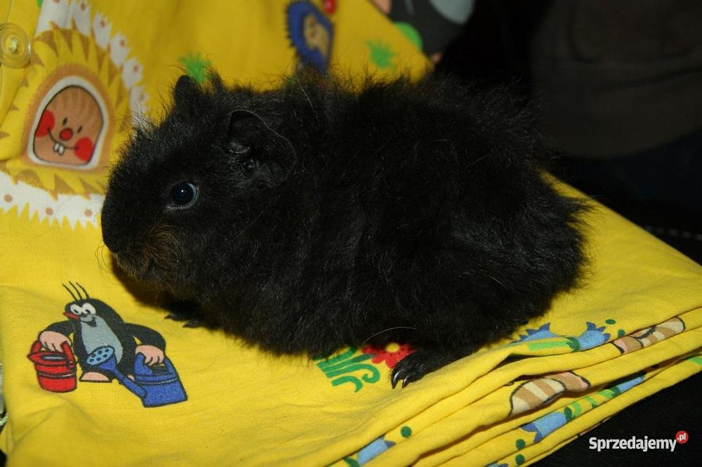 Świnki morskie świnka młode RASOWE US TEDDY TEXE Żnin