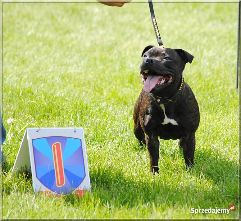 Staffordshire Bull Terrier Staffik Stafik Radom sprzedam