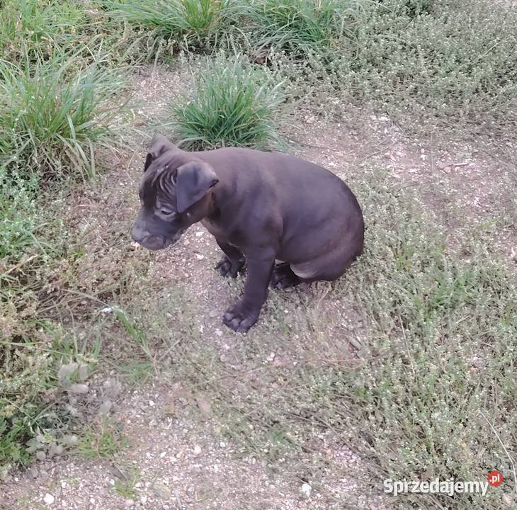 Amerykański Pitbullterrier szczeniaki Bolesławiec
