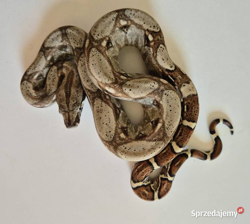 10 boa cesarski cb25 samica Gady i płazy małopolskie Chrzanów