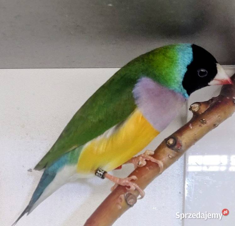 Amadyny wspaniałe małopolskie Tarnów