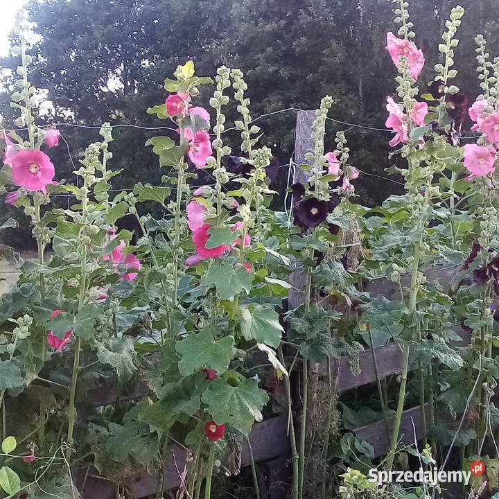 Malwa kosmos bluszczyk krokosmi ślaz 3st Nowy Dwór Wejherowski sprzedam