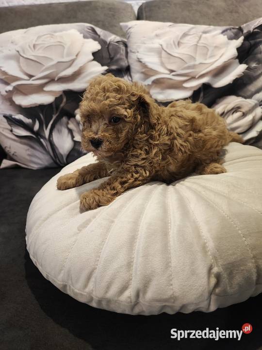 Pudelek toy Pozostałe Bolesławiec