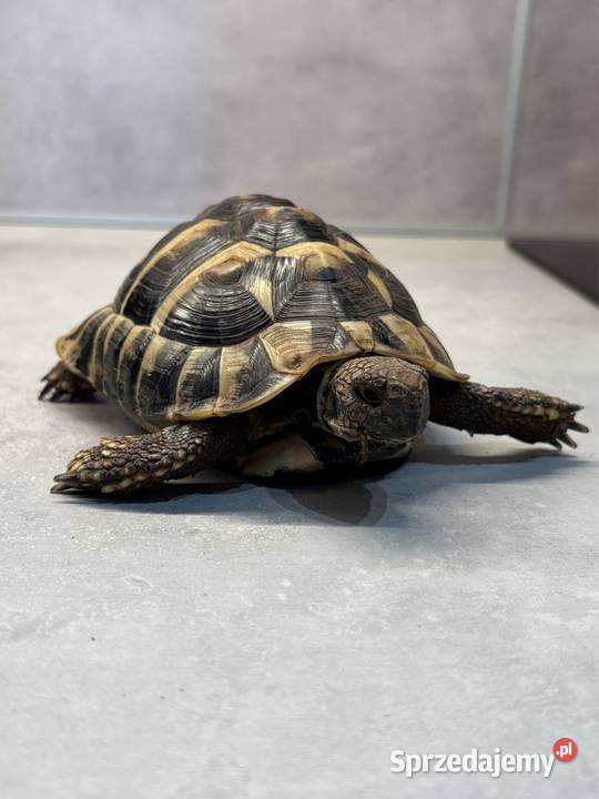 Żółw grecki żółwie greckie transport cała Polska Bydgoszcz