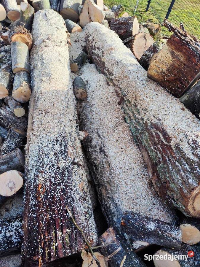 Kłody dębowe 25m Kamienna