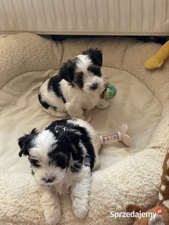 Yorkshire Trrier Biewer piesek