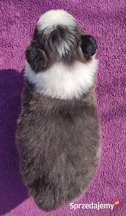 Rasowy Pies Border Collie TOMI z pełną dok z Iwonicz sprzedam