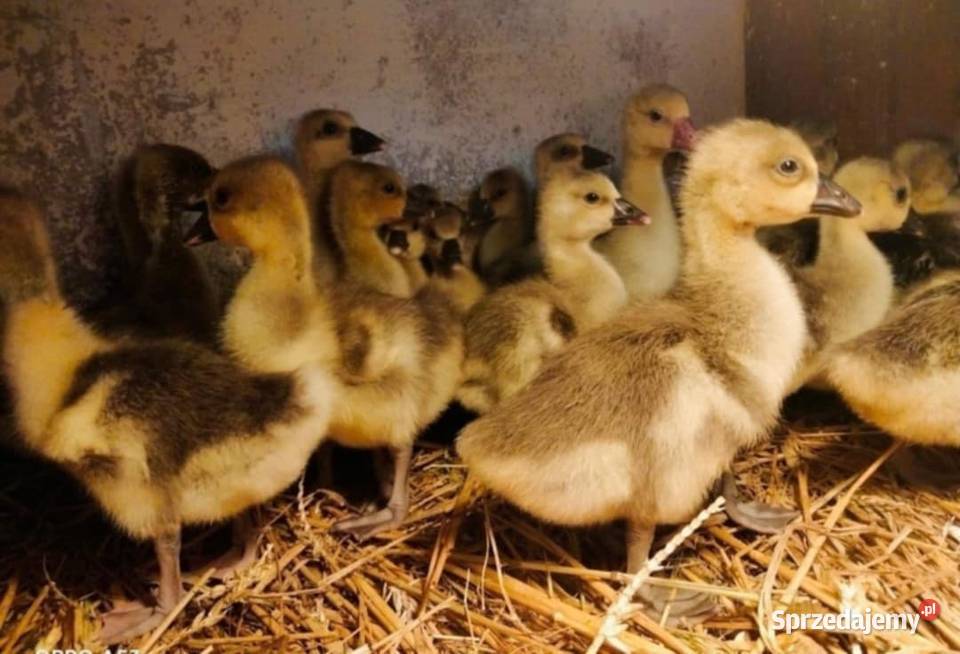 GĘSI kołudzkie białe suwalskie landes kubańskie Ptaki Radwan