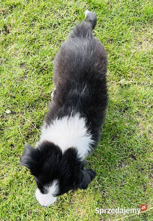 Piesek Border Collie