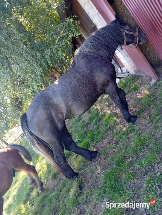 Zaprzęgana siwa klacz Konie świętokrzyskie Waśniów