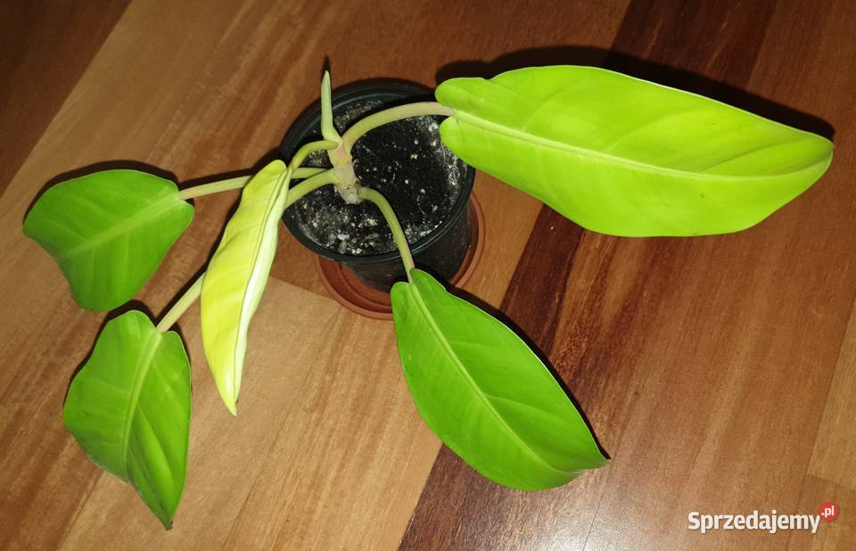 Filodendron philodendron lemon lime Warszawa