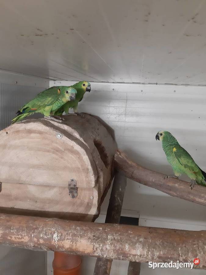 Sprzedam Amazonki niebieskoczelne Ptaki Mizerów
