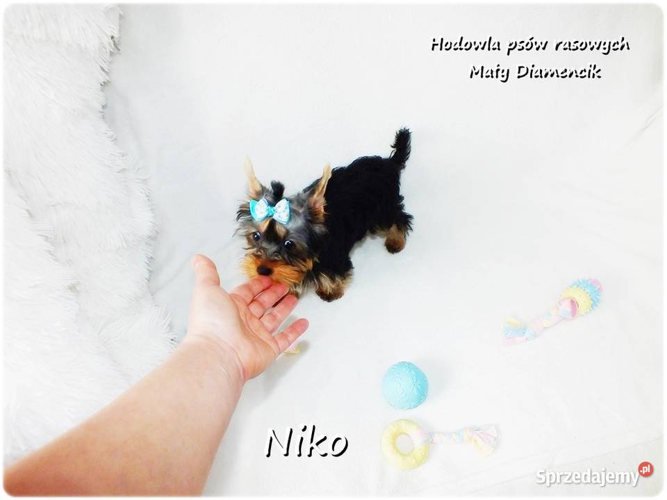 Yorkshire Terrier Malutki Mini Piesek NIKO z Psy Żary