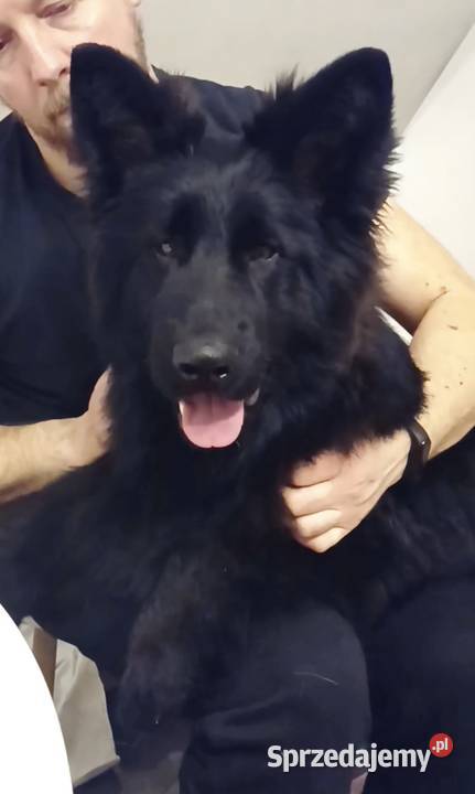 szczeniaki owczarki niemieckie długowłose ZKwP sprzedam