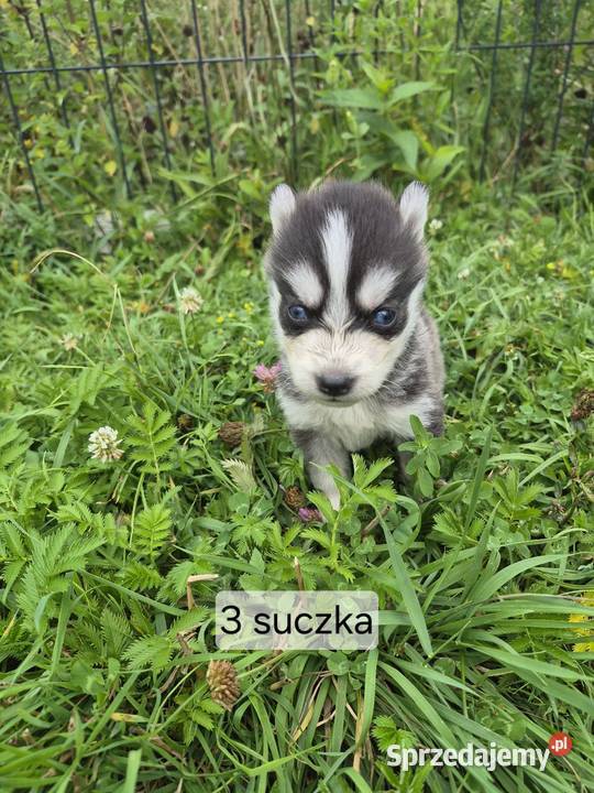 Szczeniaki Syberian Husky świętokrzyskie Samsonów-Piechotne sprzedam