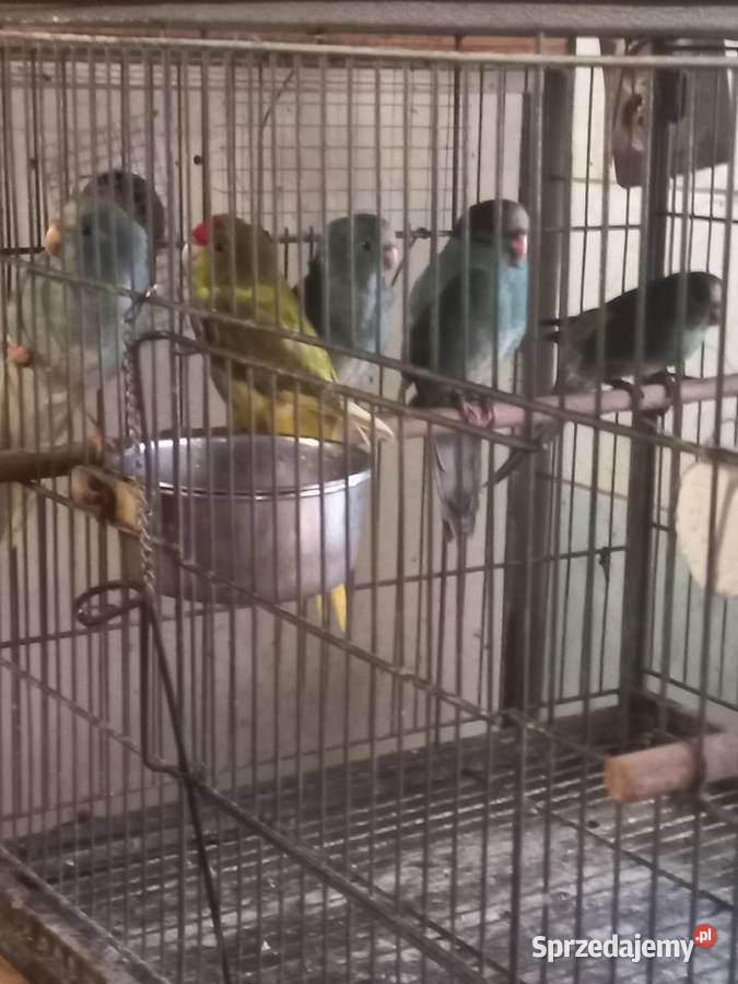 Papugi modrolotki sprzedam