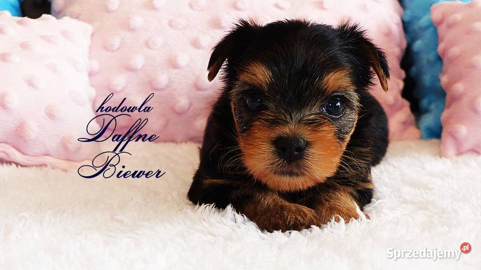 York Yorkshire Terrier Tychy sprzedam