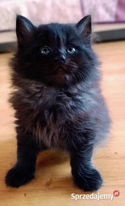 Zjawiskowy Czarny Kocurek Syberyjski Ares mazowieckie Sochaczew