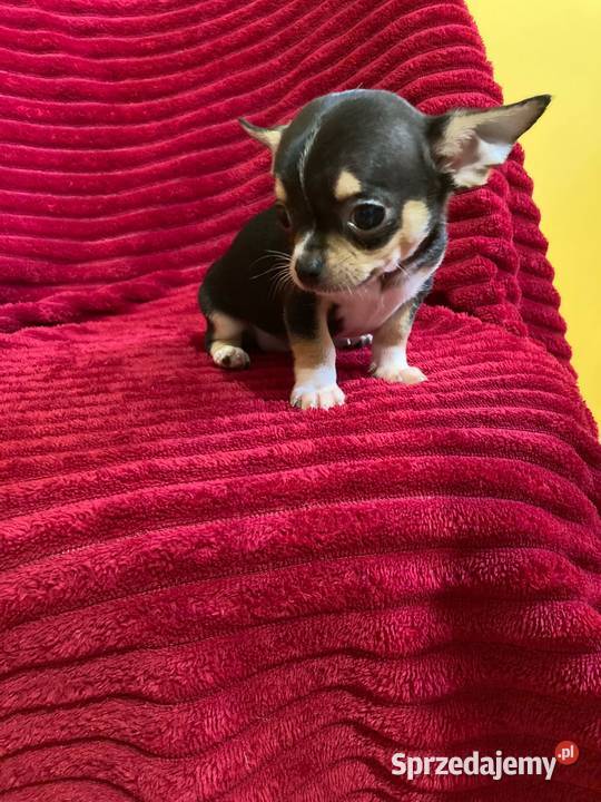 Śliczny piesek chihuahua Płońsk