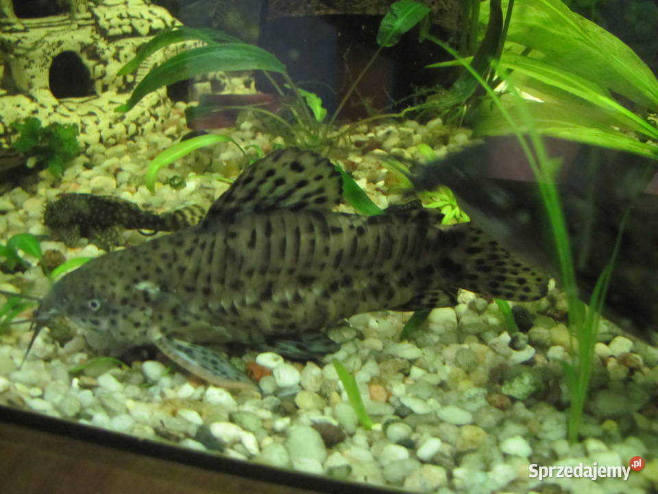 Kiryśniki czarnoplame sumy Toruń