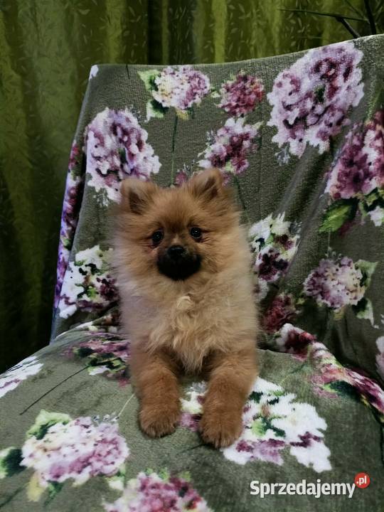 Piękny Mały Szpic Niemiecki rodzice FCI sprzedam