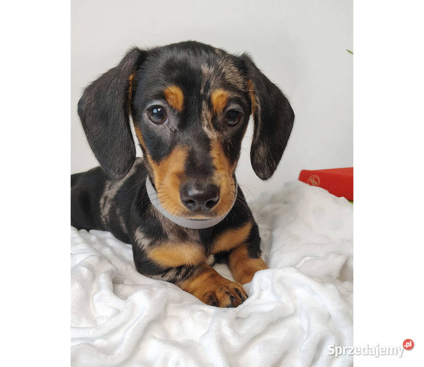 SUCZKA Jamnik krótkowłosy Czarna podpalana Kraków