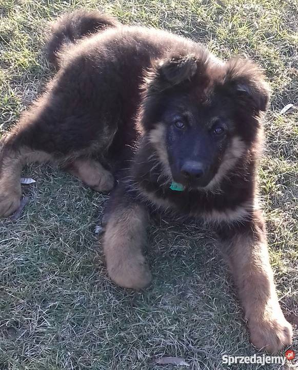 Owczarek niemiecki długowłosy podkarpackie Zbydniów sprzedam