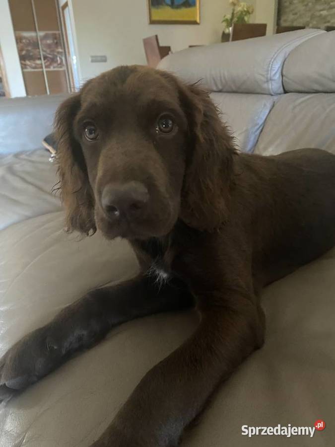 Sprzedam Płochacz NiemieckiWachtelhund Pozostałe Kamyk