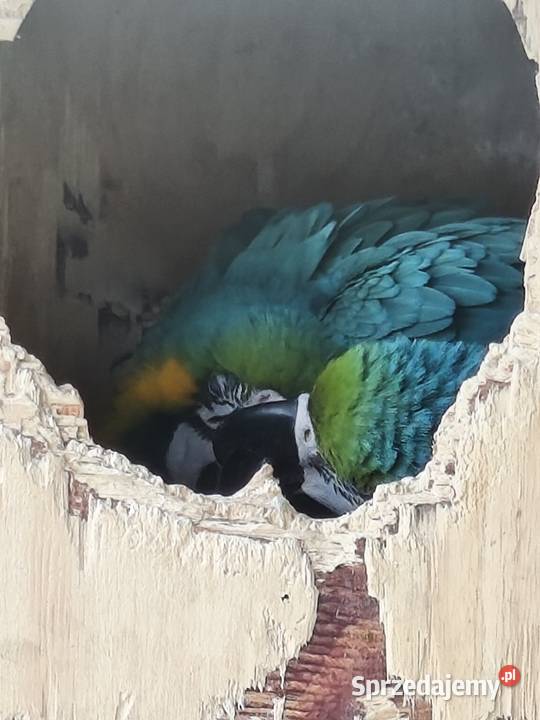 Ary ararauny para legowa Dąbrowa Górnicza