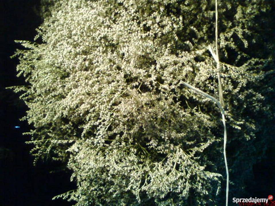 Sztatica do strojenia tegorocznasuszona Zatrwian Ogród Branice