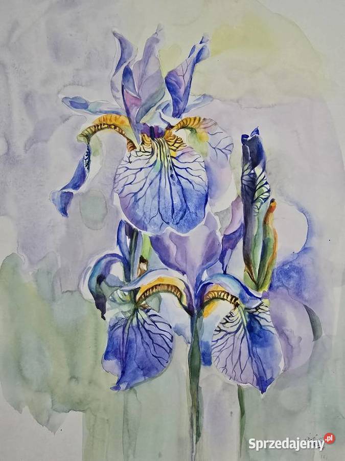 Akwarele oryginalne kwiaty różny rozmiar Warszawa