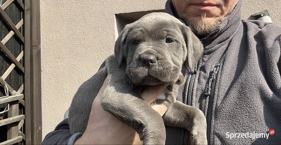 Cane Corso szczenięta ur 05022026 rodzicach z Cane Corso sprzedam