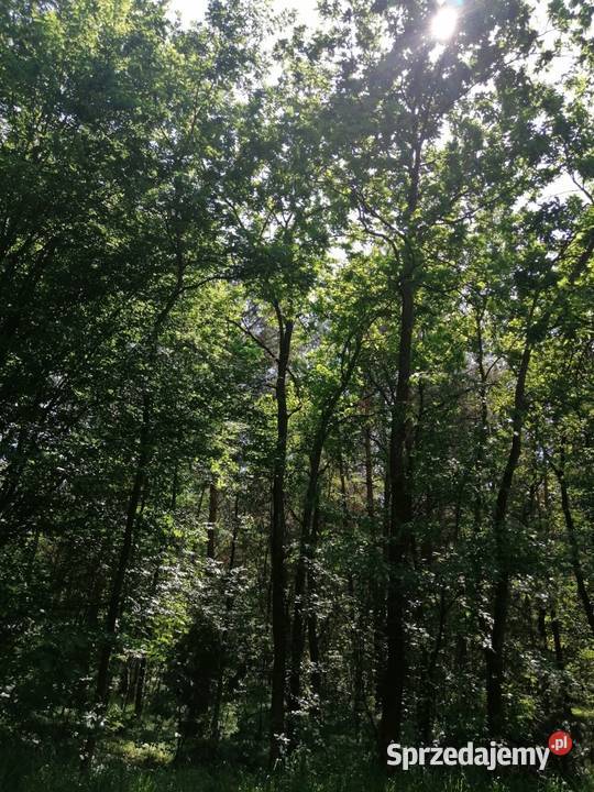 Udział w nieruchomości gruntowej niezabudowanej Parczew