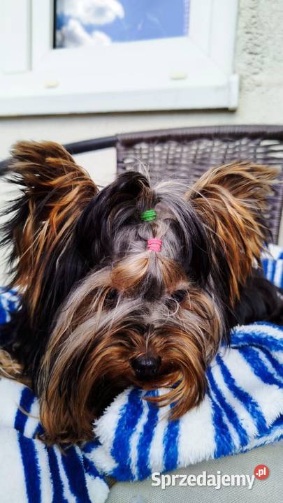 Yorkshire terrier piesek 2 Olkusz
