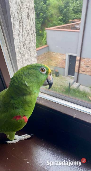 Sprzedam papugę amazonkę żółtogłową Trzebnica