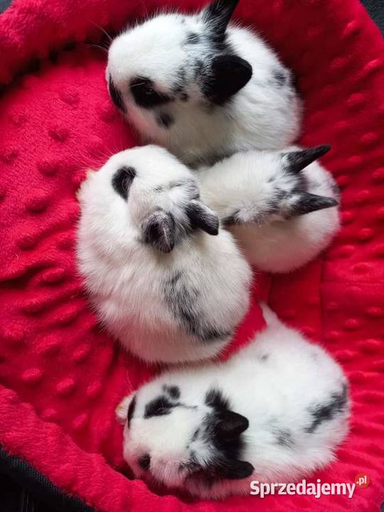 Króliki karzełki niderlandzkie Lipno