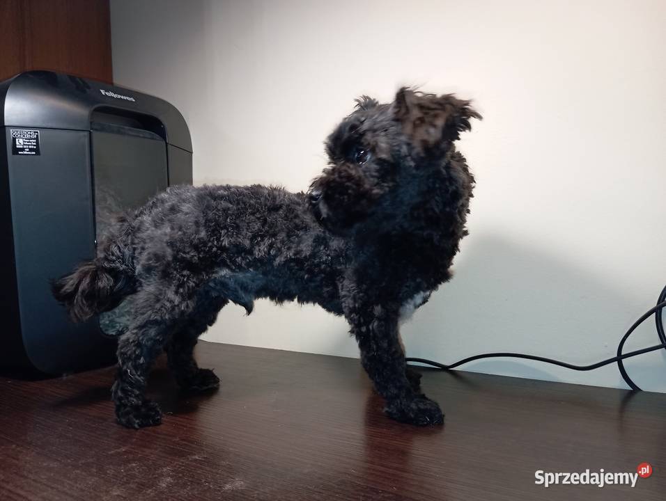 Piesek o imieniu Ace Man rasy Rosyjska Bolonka