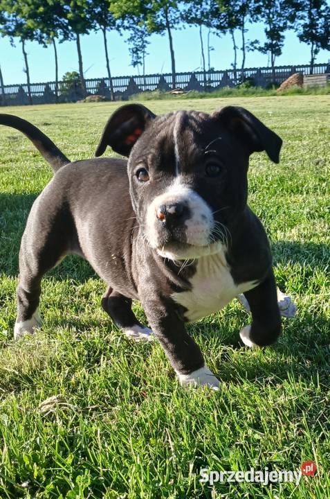 American Staffordsihre Terrier szczeniak Kazimierz Biskupi