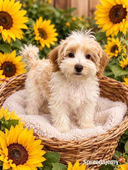 Odchowany synek Maltipoo Maltanczyk Pudel Toy mazowieckie Warszawa
