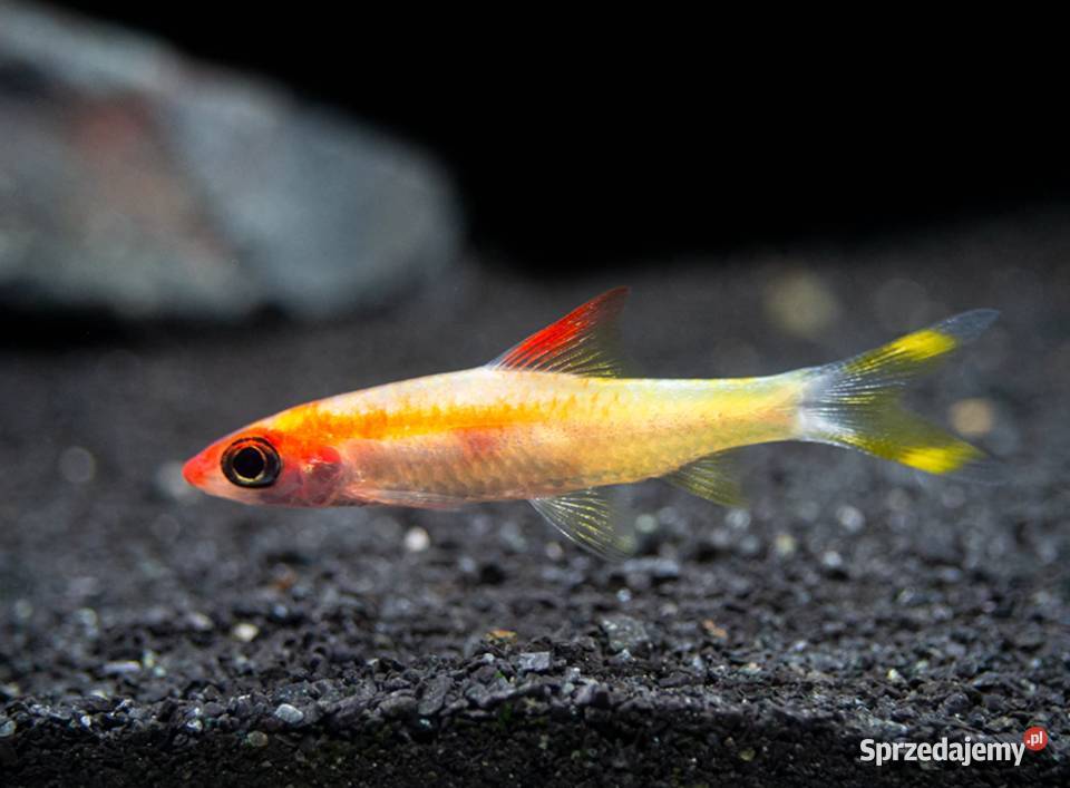 Brzanka Denisona odmiana GOLD Sahyadria