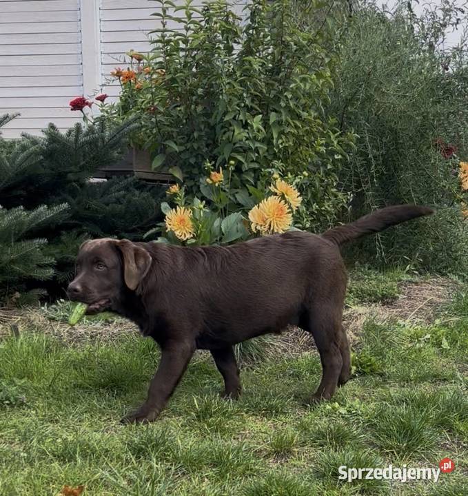 Labrador Czekoladowy szczenię Piekary