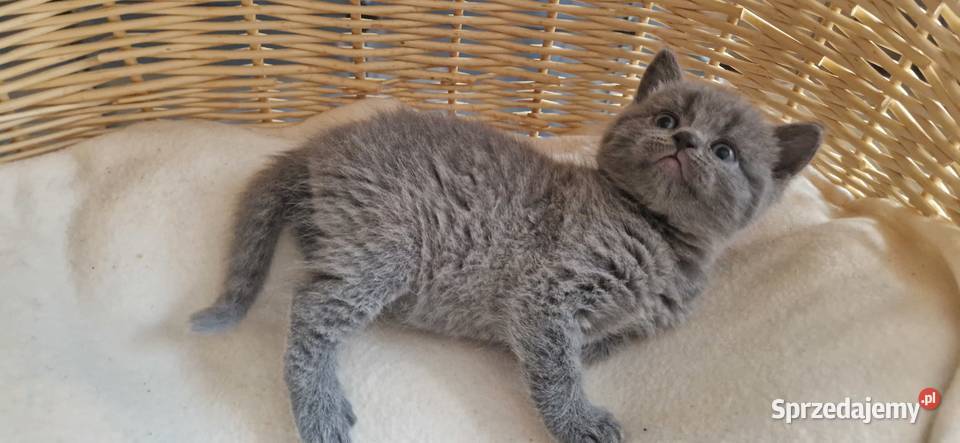 Kocurek Brytyjski niebieski Katowice sprzedam